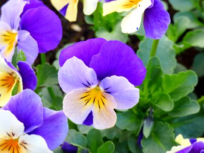 Flowers violet purple
