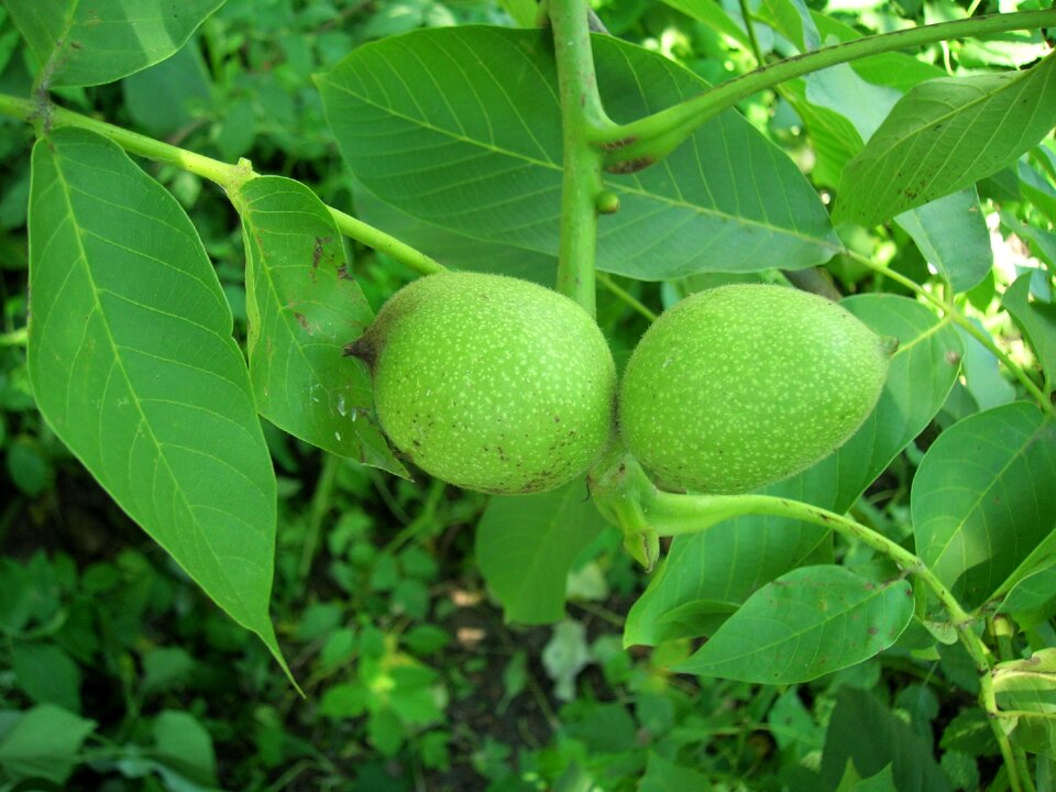 Walnut nuts greek