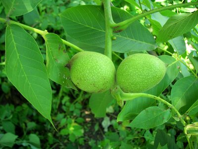 Walnut nuts greek