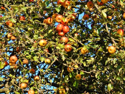 Fruit autumn tree