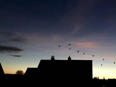 Bird flight chimney roofs photo