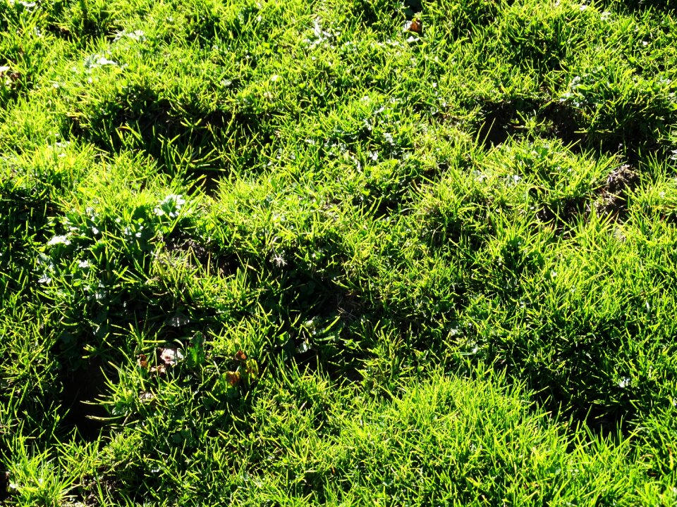 Juicy green green juicy