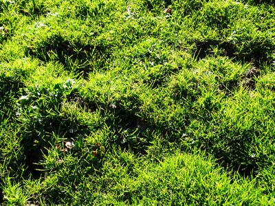 Juicy green green juicy