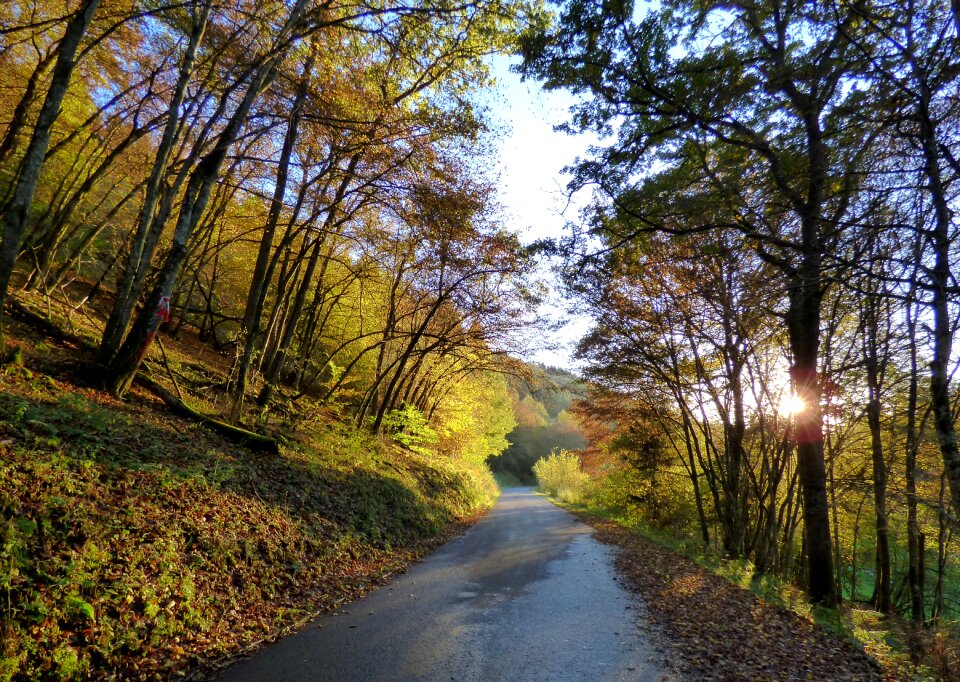 Autumn lighting nature