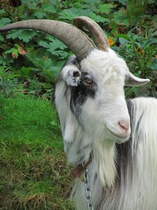 Black animal nature