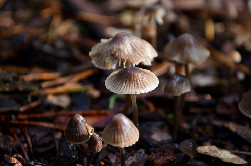 Nature autumn forest mushroom
