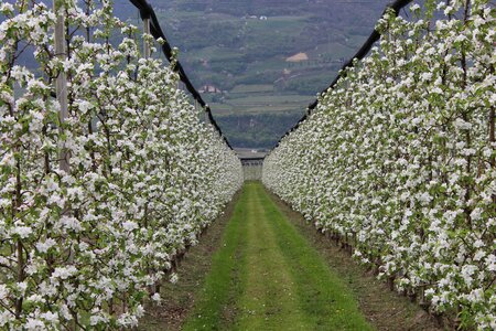 Orchard apples garden