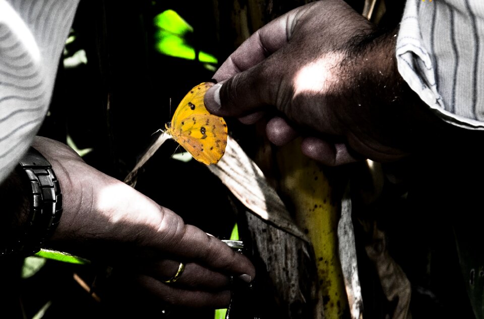 Butterfly hand insect