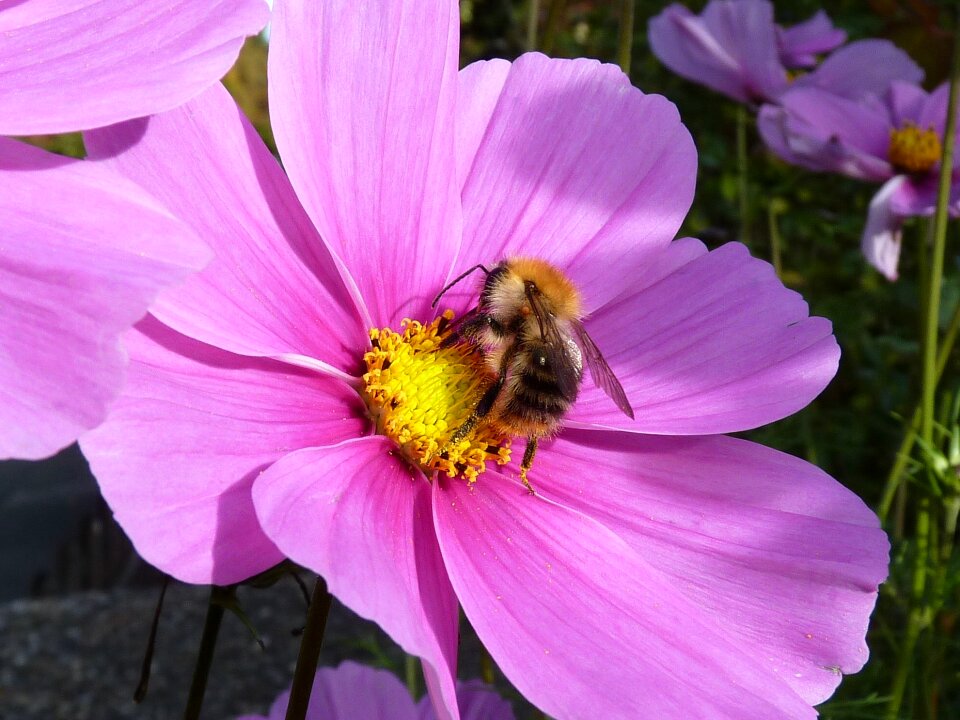 Bloom pink plant photo