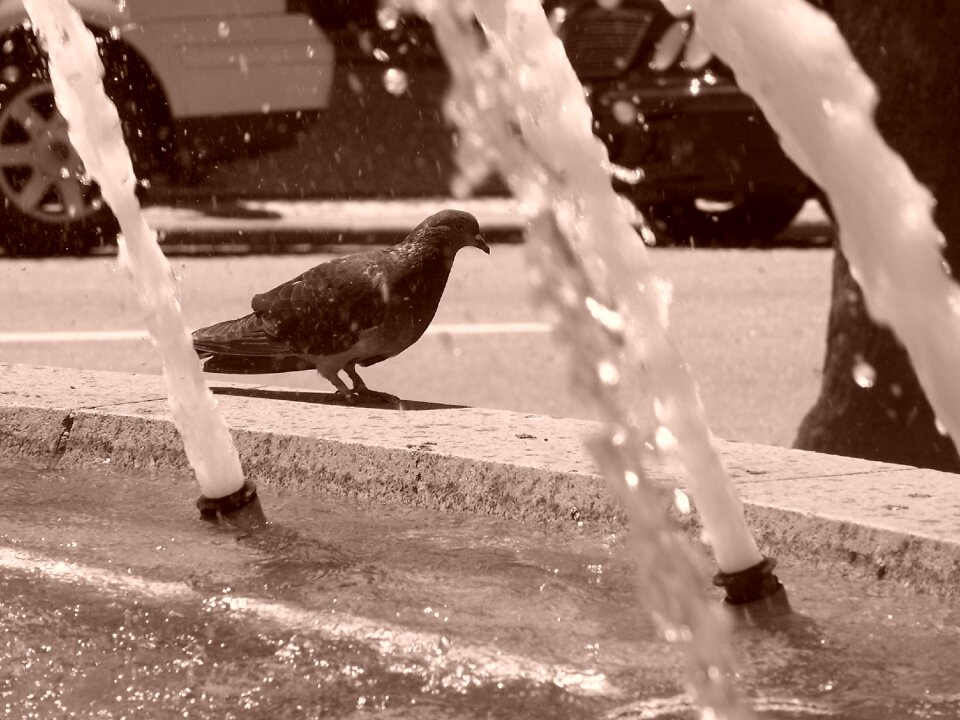 Pigeon water animal
