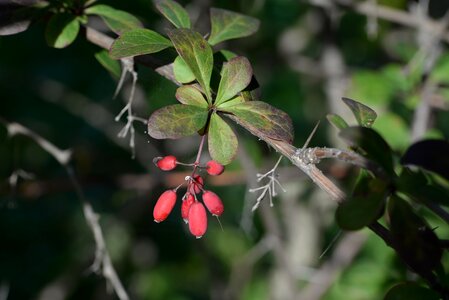 Plant red fruits nature photo