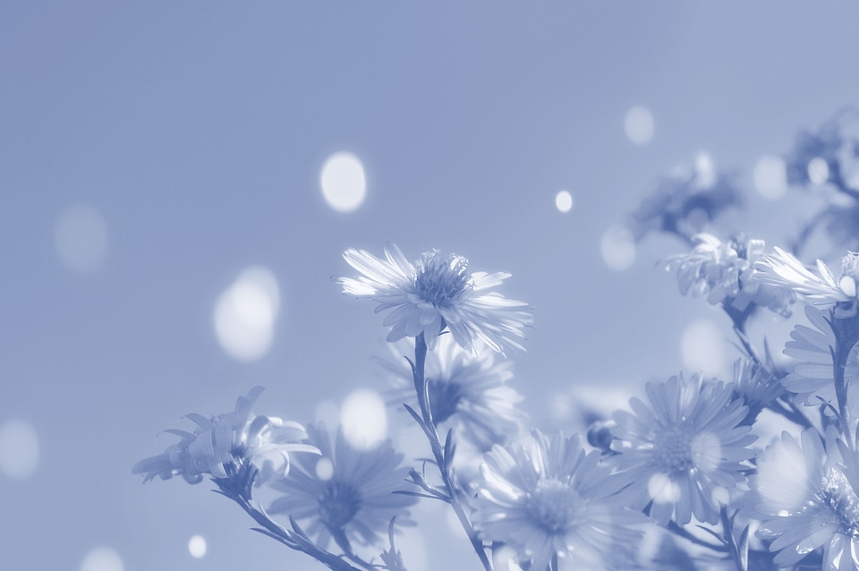 Blossom bloom petal