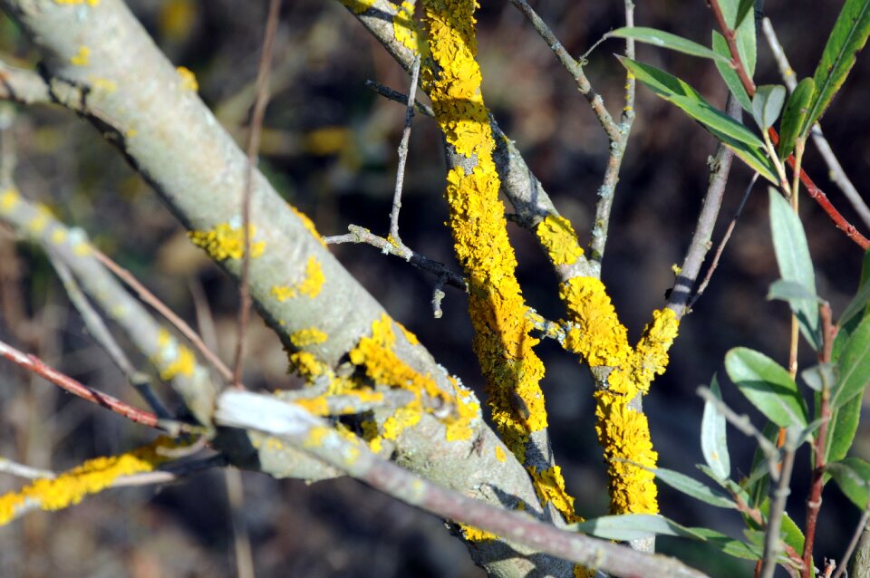 Yellow autumn mood nature
