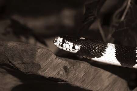 King snake lampropeltis getula californiae black and white