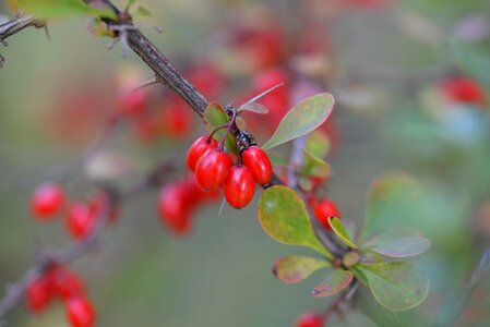 Plant red fruits nature