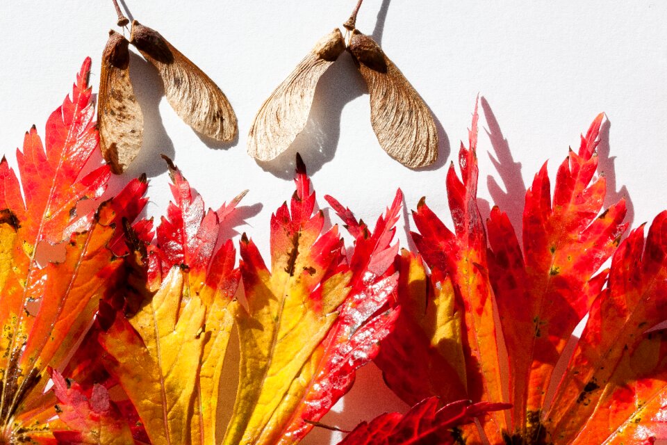 Hebrst autumn colours maple