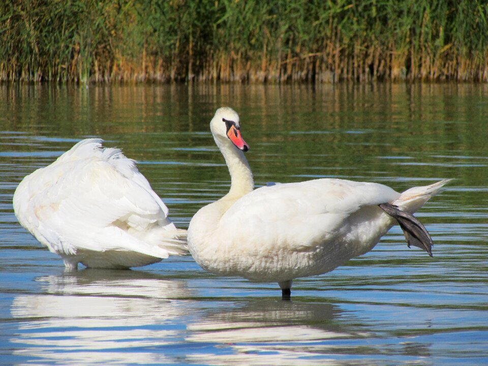 Water bird feather white