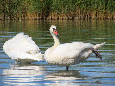 Water bird feather white