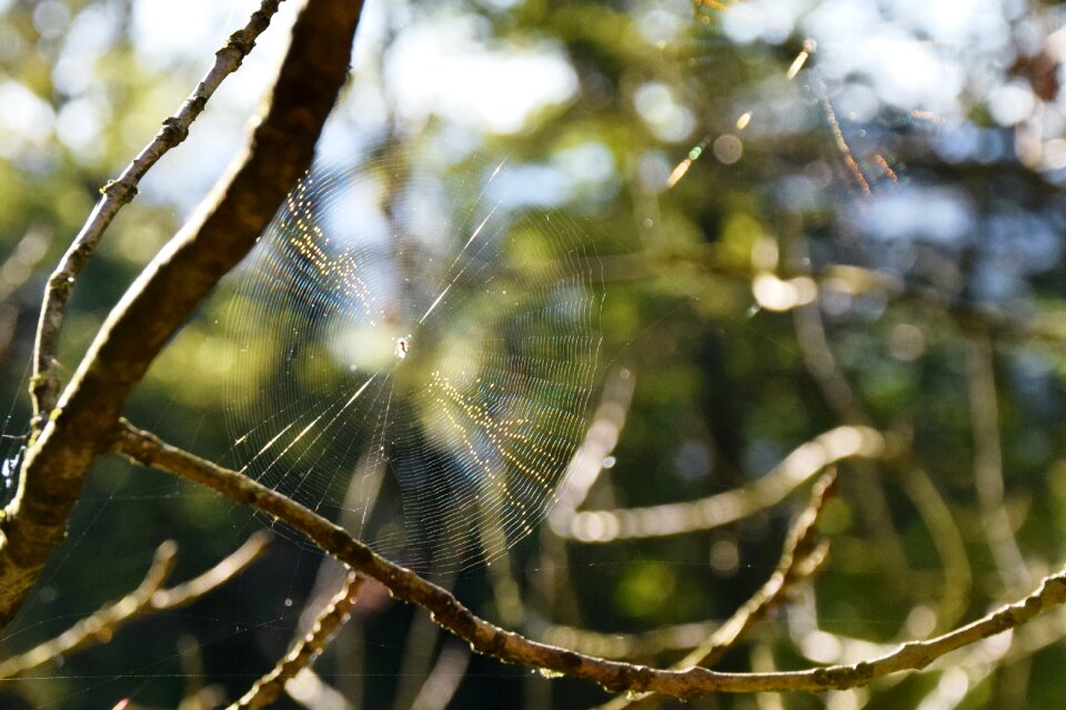 Backlighting animals arachnid