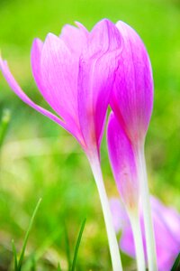 Flower nature autumn