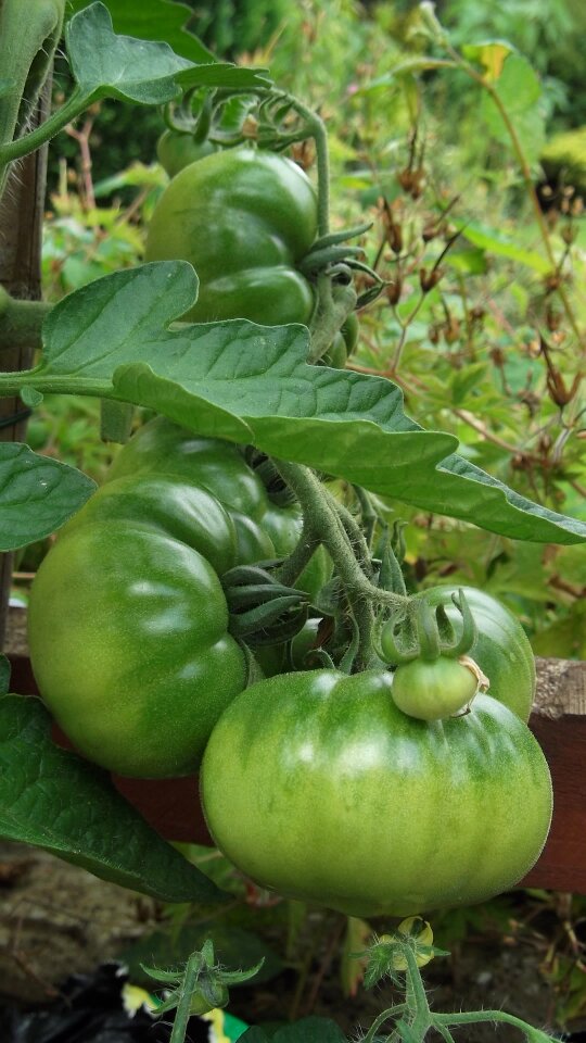 Vegetable organic
