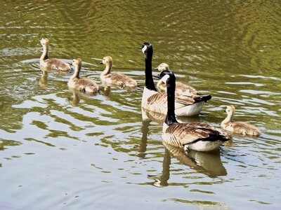 Spring life wildlife