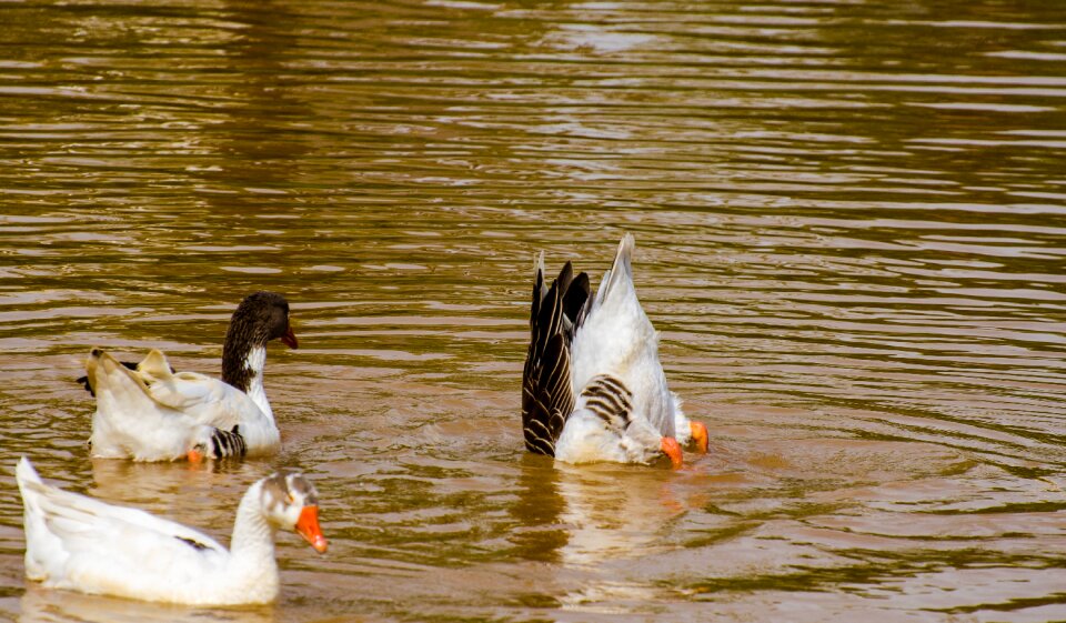 Duck bird water photo