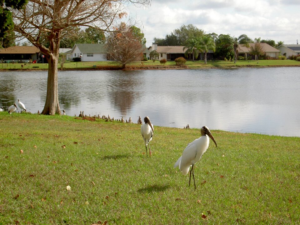 Nature bird wildlife