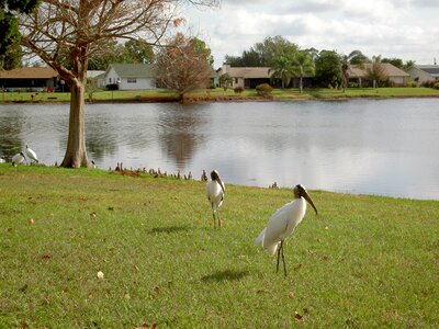 Nature bird wildlife