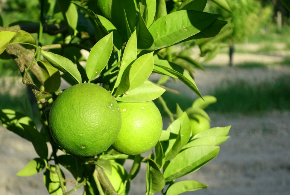 Food nature vegetable