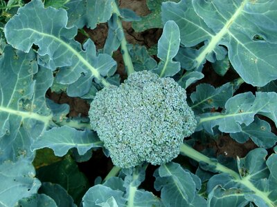 Food organic natural