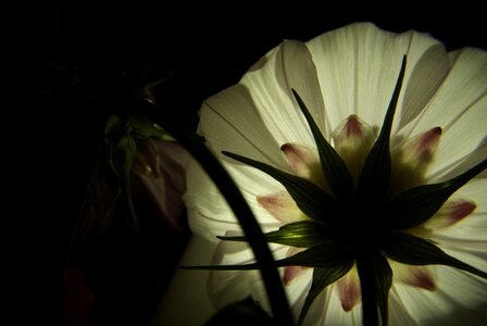 Light petal contrast