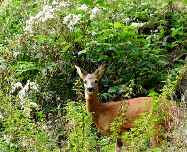 Wild animals forest