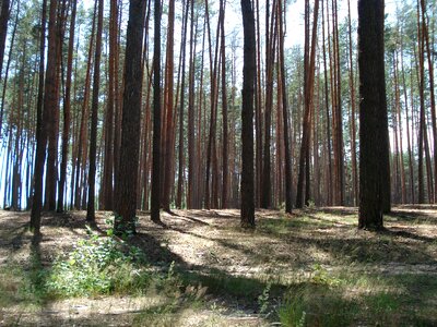 Pine forest trees photo