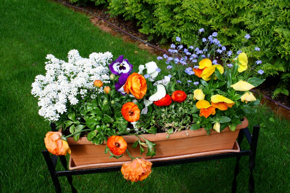 Nature colorful flowers mood