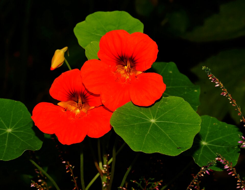 Ranke small flowers leaf