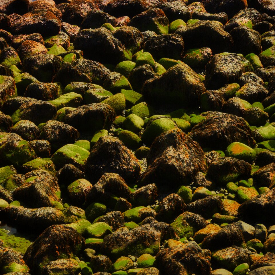 Nature shore texture