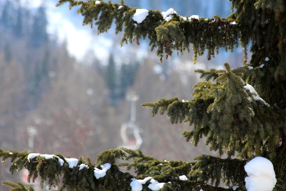 Winter frozen tree