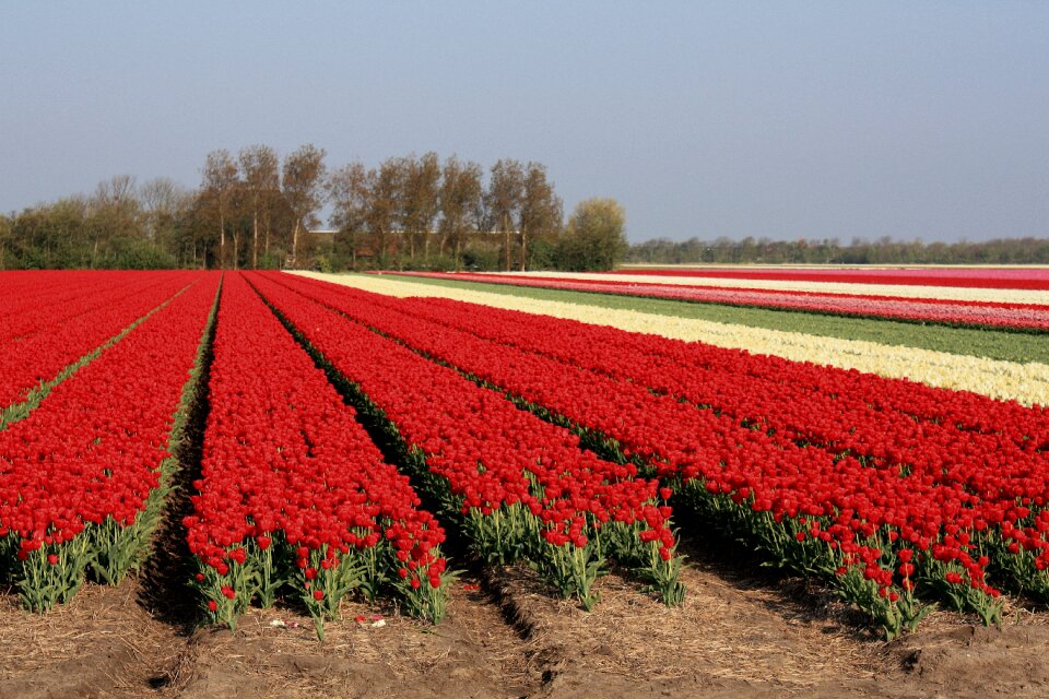Red bloom flowers