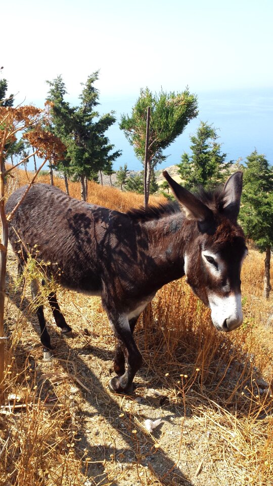 Donkey greece last animal