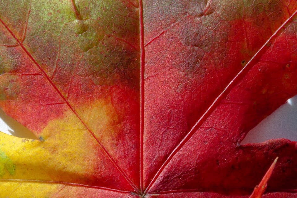 Hebrst autumn colours maple