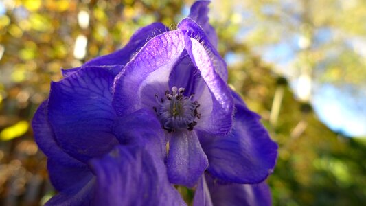 Toxic flora ornamental plant