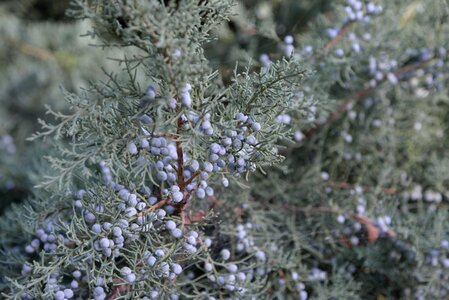 Plant crop nature