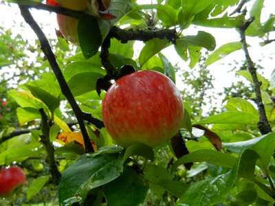 Fruit tree manzano