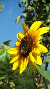 Bee summer