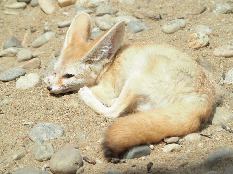 Desert fox zoo desert