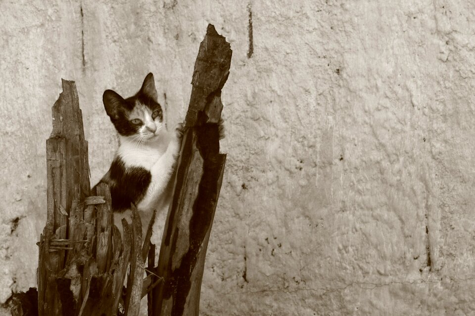 Cat claw feline
