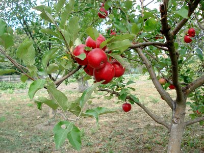 Apple tree orchard