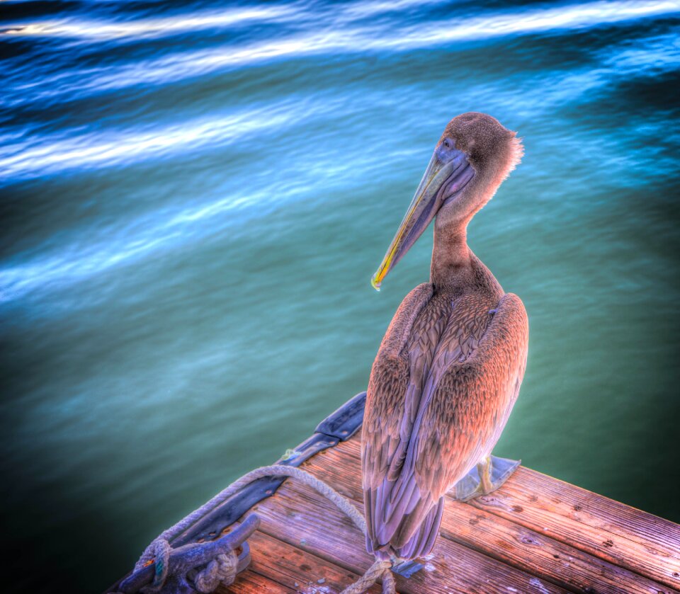 Wildlife nature water
