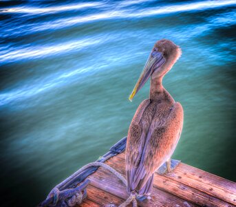 Wildlife nature water
